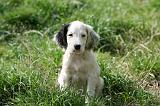 SETTER ANGLAIS 274